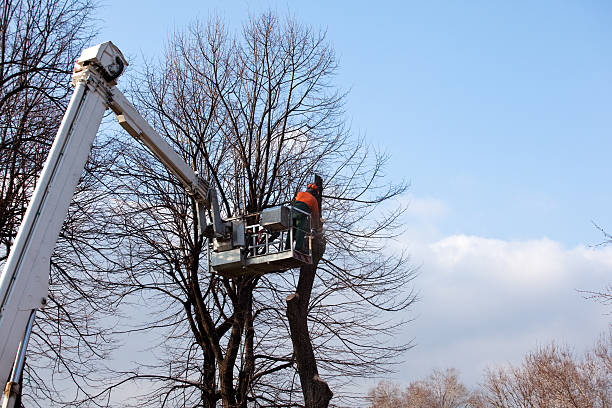 How Our Tree Care Process Works  in  Alta Sierra, CA